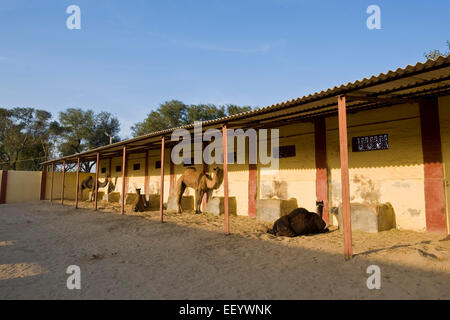 L'Inde, du Rajasthan, Bikaner, ferme d'élevage de chameaux Banque D'Images