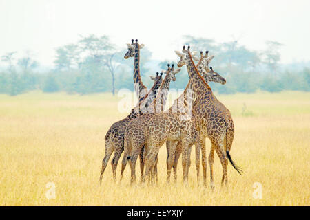 Un groupe de girafes (Giraffa camelopardalis) dans le Parc National du Serengeti, Tanzanie Banque D'Images
