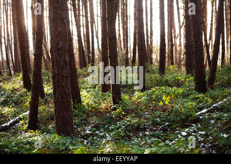 Soir du soleil brillant à travers une Commission forestière forêt de pins, dans le comté de Durham. Banque D'Images