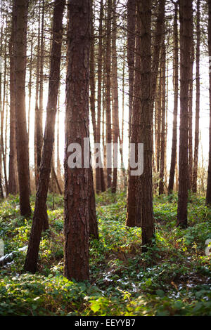 Soir du soleil brillant à travers une Commission forestière forêt de pins, dans le comté de Durham. Banque D'Images