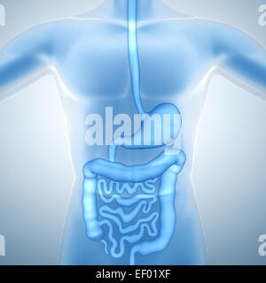 Système digestif humain Banque D'Images