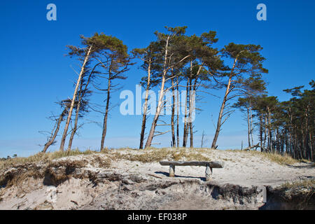 Groupe d'arbres sur la plage ouest. Banque D'Images