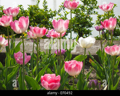 Des fleurs au printemps. Banque D'Images