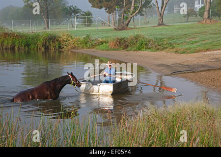 Formateur en chaloupe prend cheval de course pour un matin tôt de nager dans la rivière Clarence, Grafton, New South Wales, Australie Banque D'Images