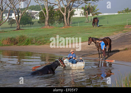 Formateur en chaloupe prend cheval de course pour un matin tôt de nager dans la rivière Clarence, Grafton, New South Wales, Australie Banque D'Images