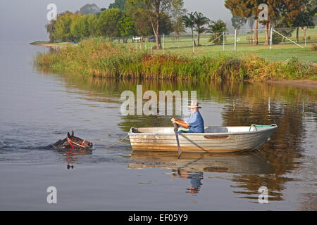 Formateur en chaloupe prend cheval de course pour un matin tôt de nager dans la rivière Clarence, Grafton, New South Wales, Australie Banque D'Images