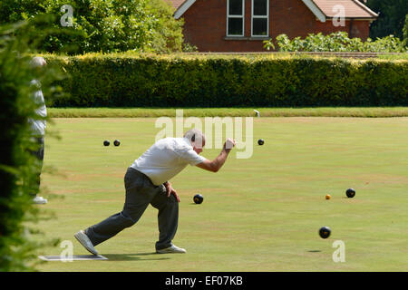 Homme jouant de la pétanque sur Bowling Green à Bedford Park, Bedford, Bedfordshire, Angleterre Banque D'Images