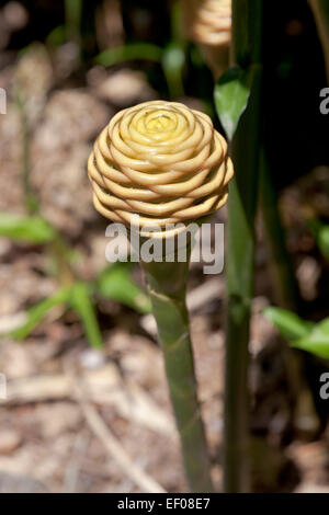 Gingembre Beehive plant outdoors Banque D'Images