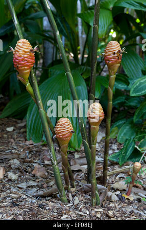 Gingembre Beehive plant outdoors Banque D'Images