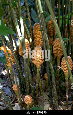 Plantes gingembre ruche en plein air Banque D'Images