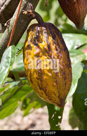 Fève de cacao mûres accroché sur un arbre Banque D'Images