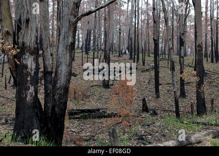 Forêt d'Eucalyptus en Nouvelle Galles du Sud, Australie la régénération après un incendie Banque D'Images