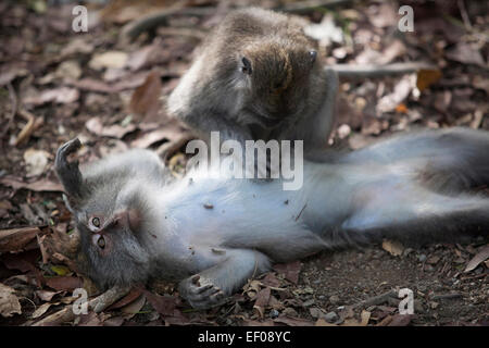 Une paire de macaque en Indonésie Banque D'Images