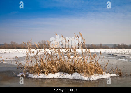 Reed sur l'Oder. Banque D'Images