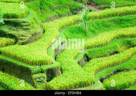 Vue imprenable de la terrasse de riz champ, Ubud, Bali, Indonésie. Banque D'Images