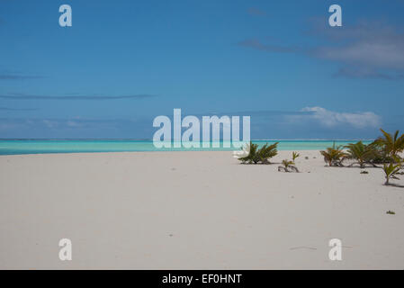 Les Îles Cook, Aitutaki, Honeymoon Island. Sable blanc populaires motu (îlot) entourée de lagon peu profond. Banque D'Images