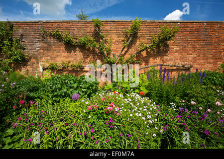 L'espalier dans le jardin clos Boscobel House London West Midlands England UK Banque D'Images