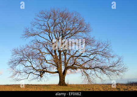 Arbre sans feuilles. Arbre isolé sur une colline avec un fond de ciel bleu. Banque D'Images