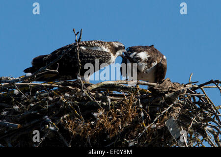 Balbuzard pêcheur (Pandion haliaetus) adulte sur nid juvénile d'alimentation le long de la rivière Columbia à Washougal Marina Washington, USA en juillet Banque D'Images