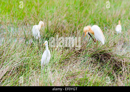 Héron garde-boeufs (Bubulcus ibis) oiseaux debout dans un marais sur un pré à la recherche de nourriture pour manger. Banque D'Images