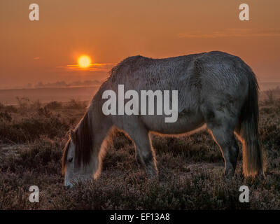 Cheval Blanc à l'aube, Beaulieu Road, Parc national New Forest, Hampshire, Angleterre Banque D'Images