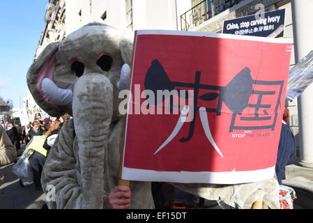 Londres, Royaume-Uni. 24 janvier, 2015. Pour les éléphants d'Action UK a tenu une manifestation devant l'Ambassade chinoise à sensibiliser le public et faire pression sur le Gouvernement chinois d'interdire le commerce de l'ivoire, qui met en danger l'éléphant, qui sont brutalement tués pour leurs défenses. Credit : Voir Li/Alamy Live News Banque D'Images