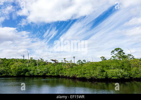 Hobe Sound Florida,Tequesta,Jonathan Dickinson State Park,mangroves,Loxahatchee River,nature,eau,paysage naturel,FL141120065 Banque D'Images