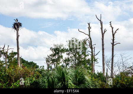 Hobe Sound Florida,Tequesta,Jonathan Dickinson State Park,nature,paysage naturel,arbres morts,balbuzards,nid,les visiteurs Voyage tourisme touristique Banque D'Images