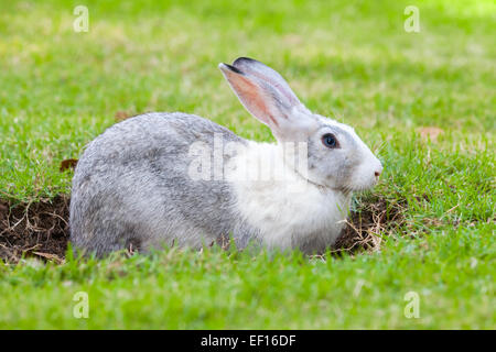 Lapin Gris et Blanc creuse un trou sur l'herbe verte prairie Banque D'Images