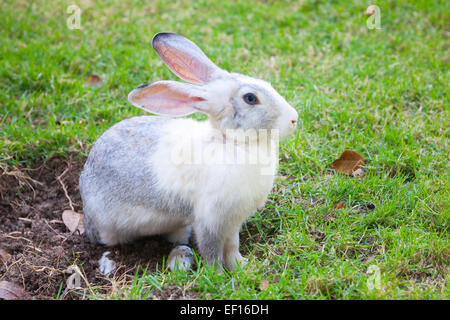 Lapin Gris et Blanc assis sur l'herbe verte prairie Banque D'Images
