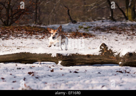 Jack Russell Terrier sautant par dessus un arbre se connecter neige au Parc National de Loonse en Drunense Duinen Banque D'Images