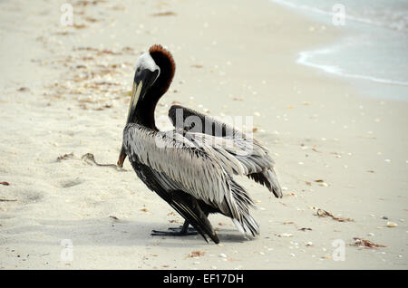 Pélican brun debout sur une plage de Floride Banque D'Images