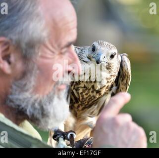 Falconer avec Faucon sacre Kasandra dans Falkenhof harz.de l'Allemagne. Banque D'Images