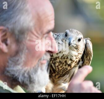 Falconer avec Faucon sacre Kasandra dans Falkenhof harz.de l'Allemagne. Banque D'Images