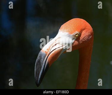 American flamingo (Phoenicopterus ruber) Vue rapprochée de la tête Banque D'Images