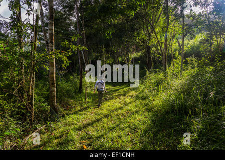 Un female hiker marche sur sentier à travers jungles luxuriantes du Belize, en Amérique centrale. Banque D'Images