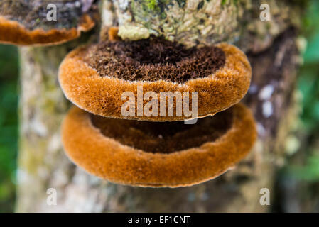 Champignons sauvages poussant sur tronc d'arbre. Belize, en Amérique centrale. Banque D'Images