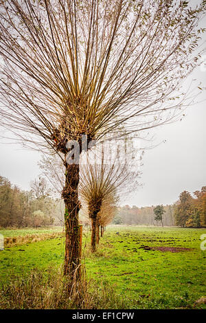 Saule dans une rangée, à l'automne Banque D'Images