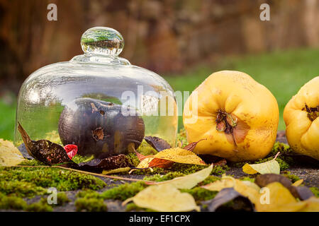 En plein air de l'automne de la vie encore avec le coing, pomme et des feuilles noir Banque D'Images