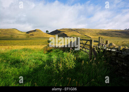 Sycamore Gap sur Hardians Wall, Northumberland Banque D'Images