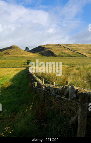 Sycamore Gap sur Hardians Wall, Northumberland Banque D'Images