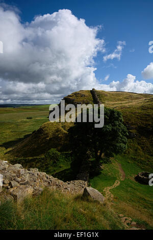 Sycamore Gap sur Hardians Wall, Northumberland Banque D'Images