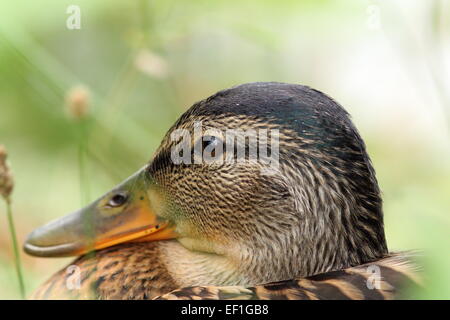 Gros plan du canard colvert femelle tête, portrait ( Anas platyrhynchos ) Banque D'Images