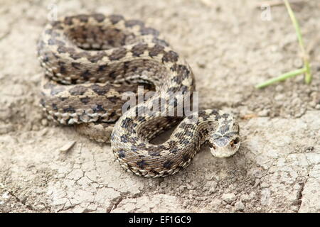 Adder Orsini ( Vipera ursinii ) debout sur le terrain Banque D'Images