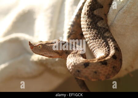 Sand viper en cuir ( Vipera ammodytes ) Banque D'Images