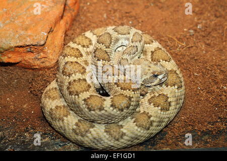 Crotale de l'Ouest se dorant dans terrarium ( Crotalus viridis ) Banque D'Images