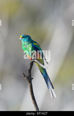 Mulga (Parrot Psephotus varius), Gluepot, Australie du Sud, SA, Australie Banque D'Images