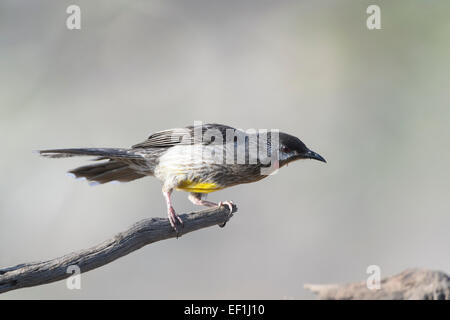 Wattlebird Anthochaera carunculata (rouge), Gluepot, Australie du Sud, SA, Australie Banque D'Images