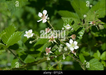 Ou Blackberry bramble, Rubus fruticosus, dans flowerand fruit précoce, Berkshire, juin Banque D'Images