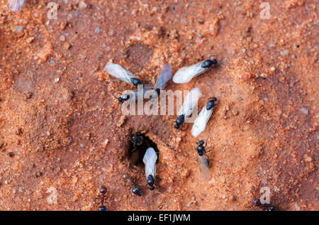 Les mâles Alate Crematogaster sp., Gluepot, Australie du Sud, SA, Australie Banque D'Images